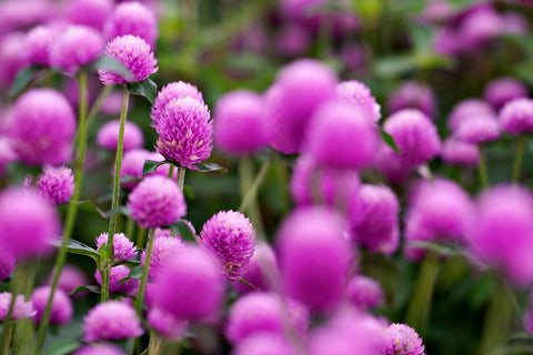 Globe Amaranth Flowers in a Summer Garden