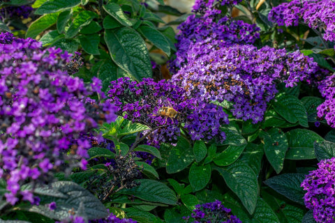 A Bee Sitting on Fragrant Heliotrope Flowers