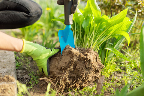 hosta plant care