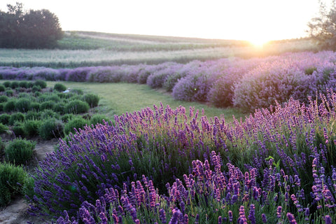 Lavender Fields Naturally Repel Birds