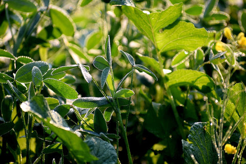 Healthy Garden Plants in a Garden