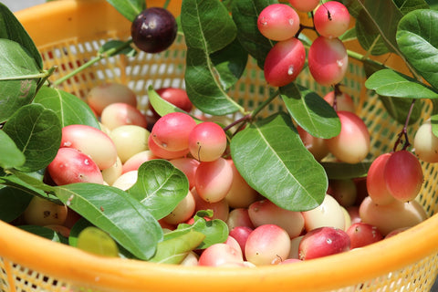 Karaunda Summer Fruits