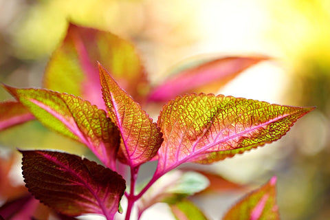 coleus sun requirements