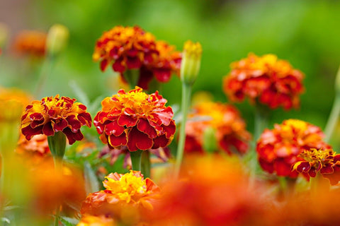 Marigold as summer blooming flowers