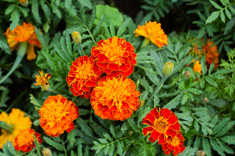 Marigolds as Edible Flowers