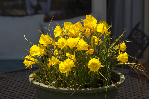miniature daffodil