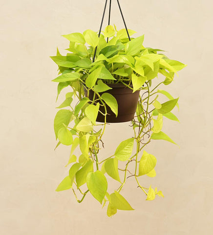 Golden Money Plant Hanging