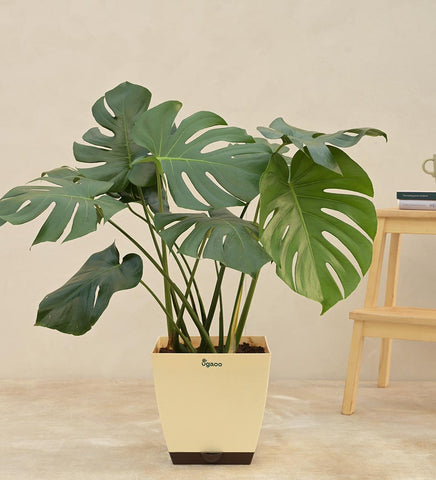 Monstera Deliciosa Plant - XL