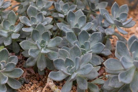 How to Grow and Care for Ghost Plant