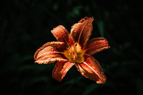 Long Blooming Seasons for Day Lily Flowers