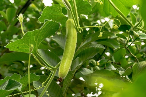 Bottle gourd cucurbit gourd