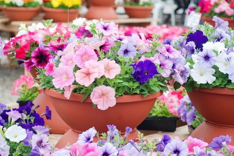 petunia flowers