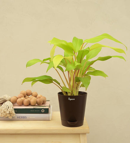 Philodendron Ceylon Golden