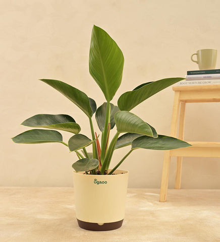 Philodendron Congo Plant