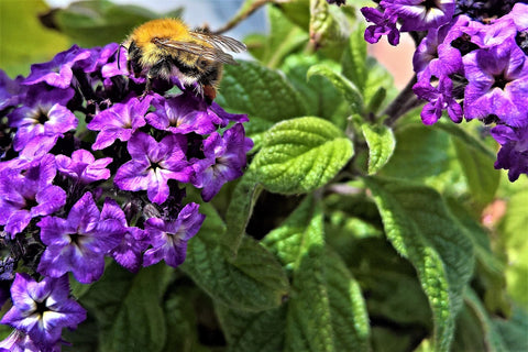 Bee on Purple Heliotrope Flowers