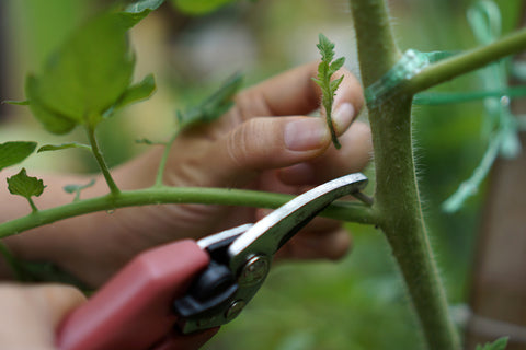 Pruning for Plant Care in Monsoon