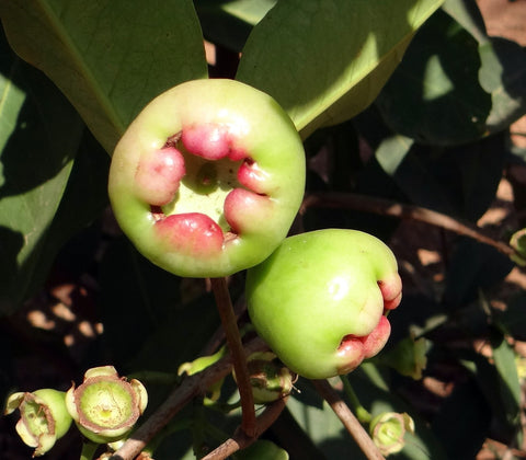 Wax Jambu or Rose Apple as a Summer Fruit