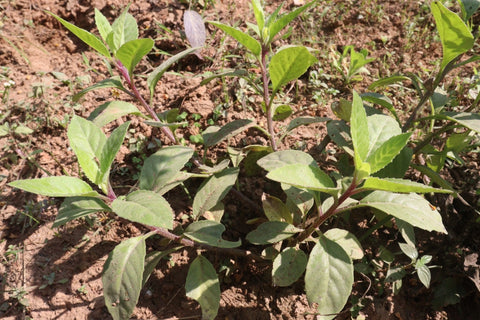 sarpagandha plant