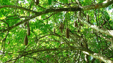 Shade provided by Sausage Tree