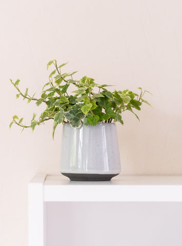 ivy plant indoor