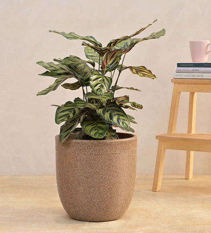 Milano Short Planter