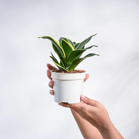 snake plant