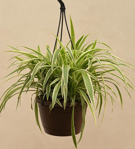 Spider Plant