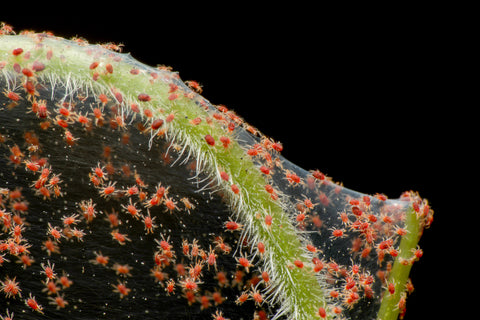 Spider mites on Coleus Plants
