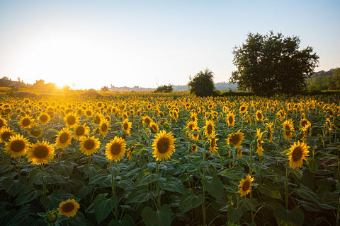 Sunflower Field in Summers