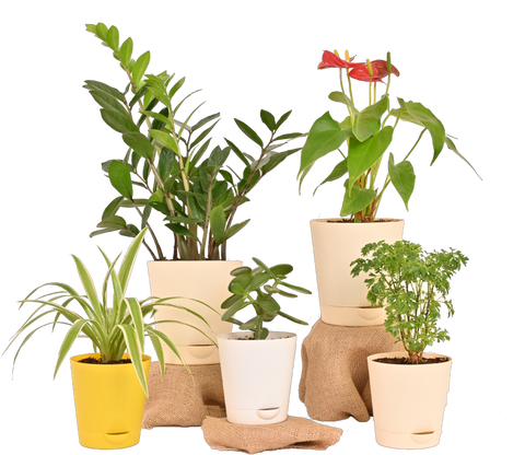 Plant Subscription Offers