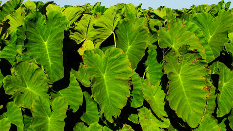Taro leaves as an indian vegetable
