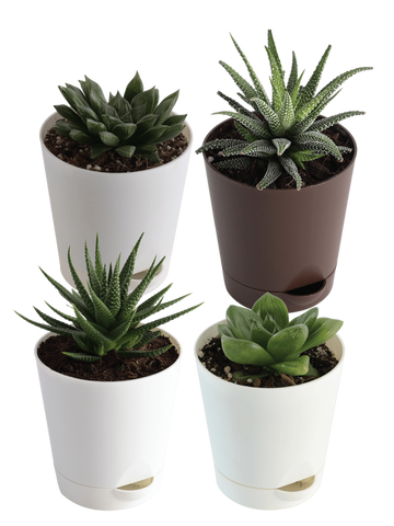 Succulent Plant Bundle