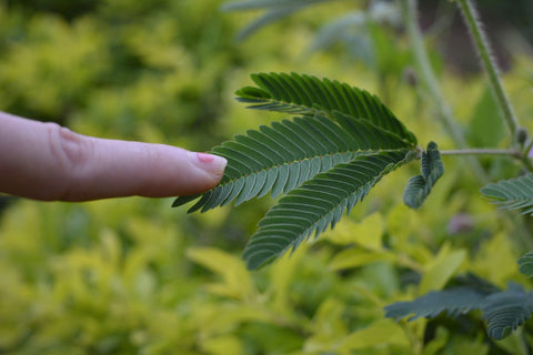 Mimosa Pudica Reacting to Touch