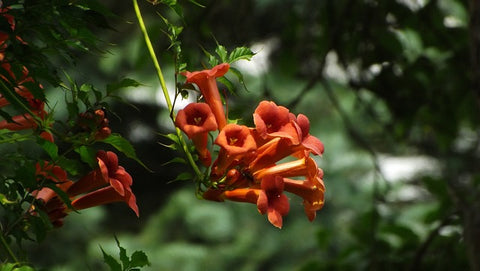 Trumpet Vine