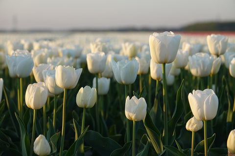 White Tulip Summer Bulbs