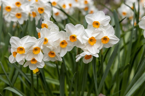 white daffodil