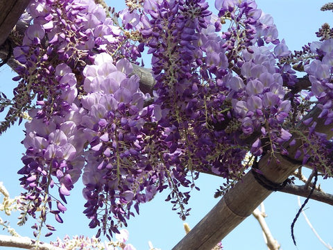 Wisteria vine