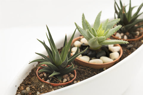 Mini Zen Garden Indoors