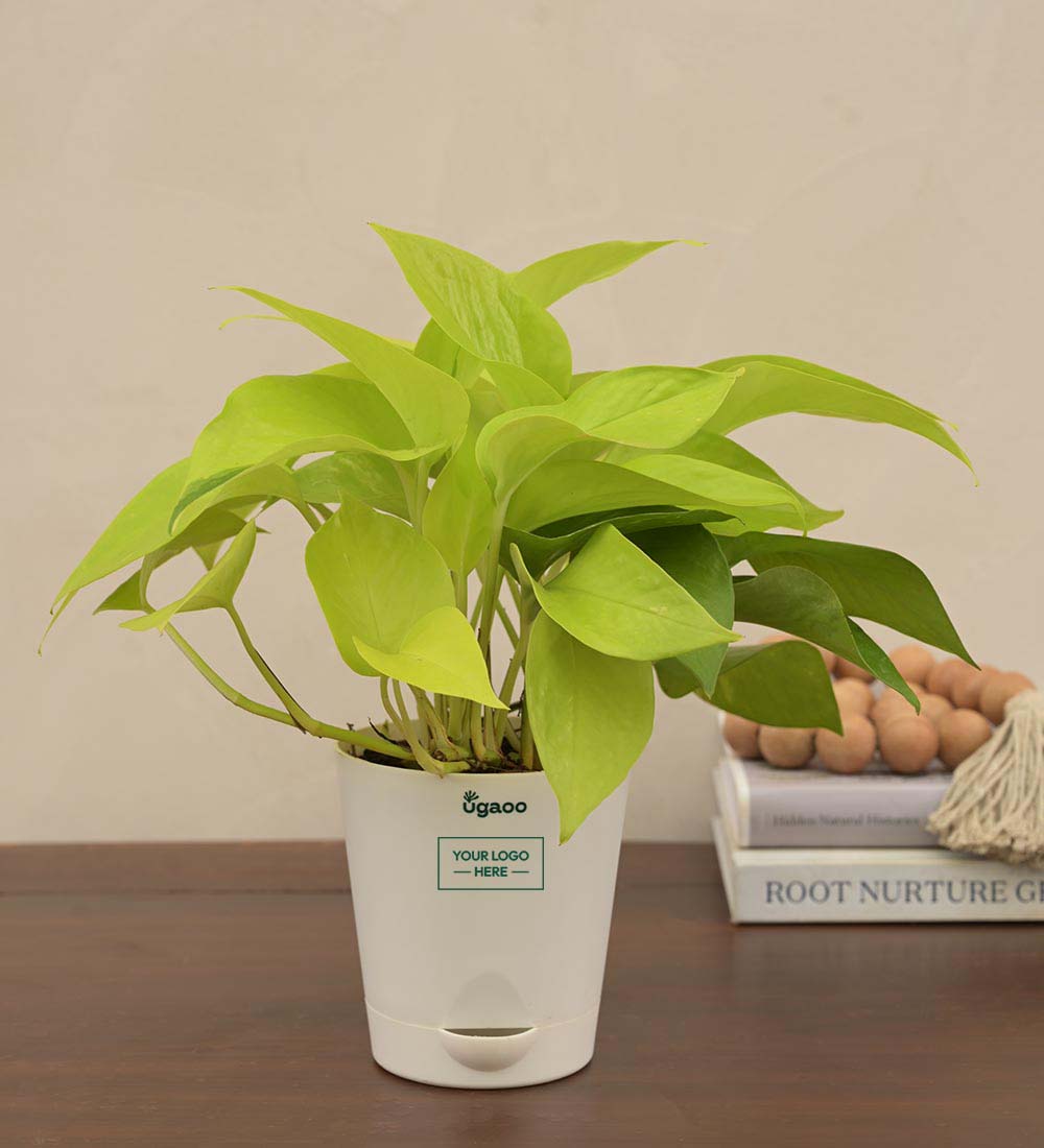 Vibrant Green Green Money Plant, Golden Money Plant Two Layer Bamboo Plant  in Multicolor Plastic Pot/Indoor Plants/Airpurifying Plants/Gift for  Birthday Home Decor : Amazon.in: Garden & Outdoors