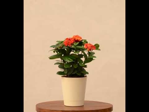 Ixora (Rugmini) Plant - Red