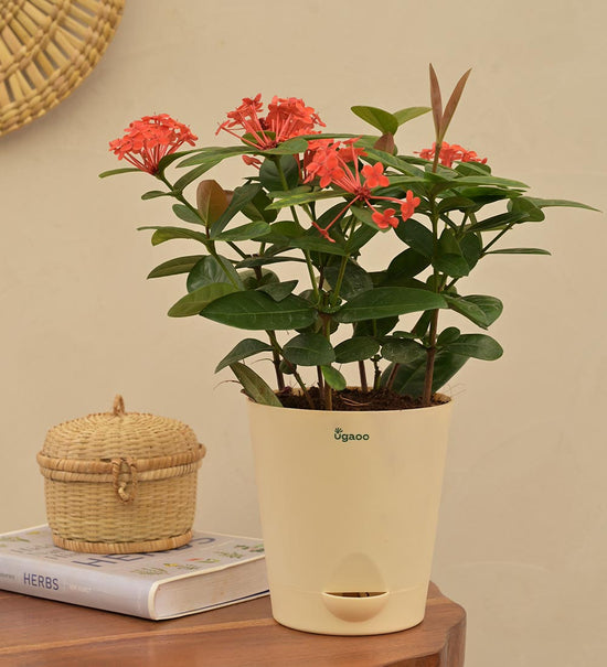 Ixora Pink (Rugmini) Plant