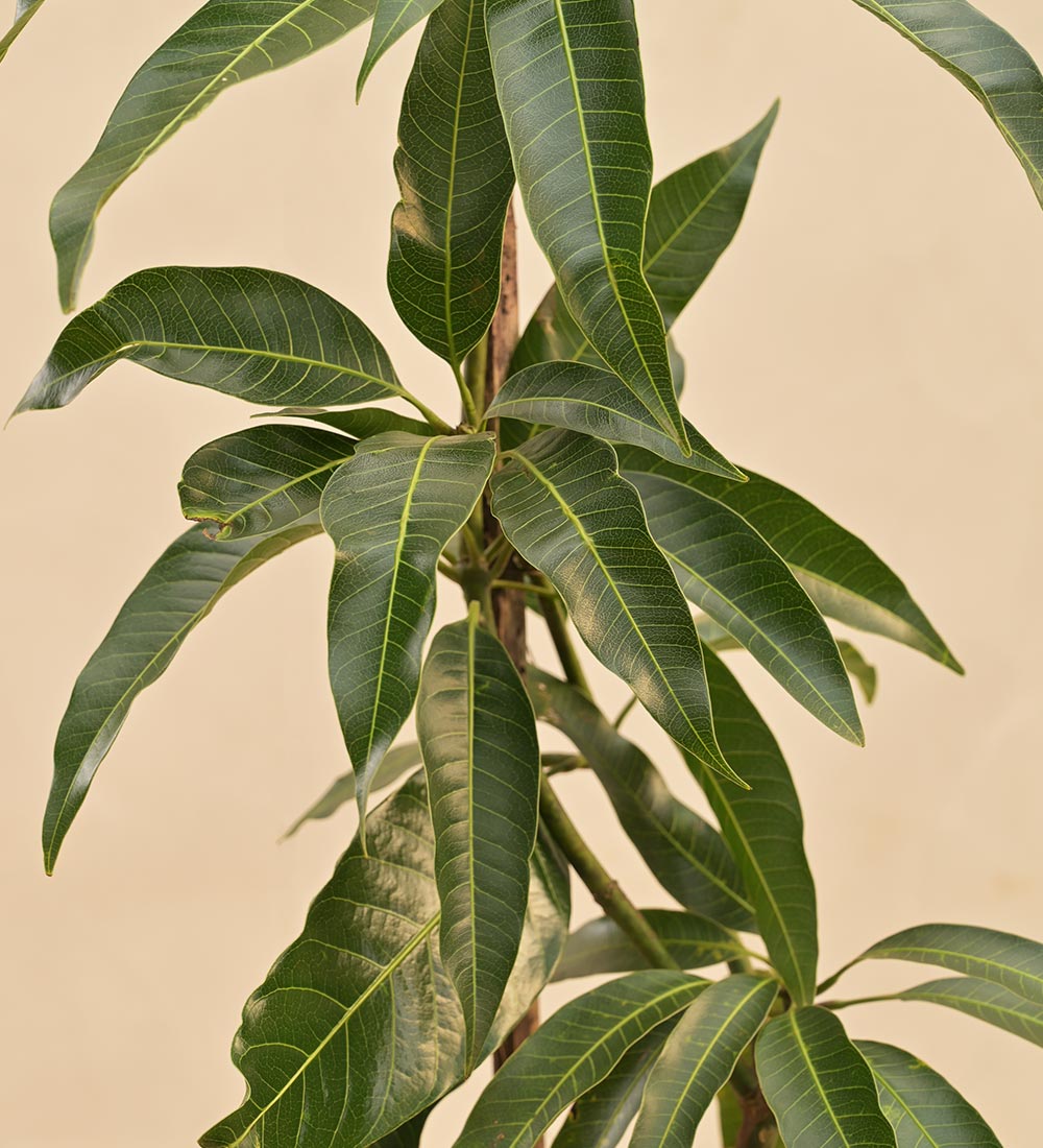 Buy Mango Plant Online | Safe Home Delivery of Plants