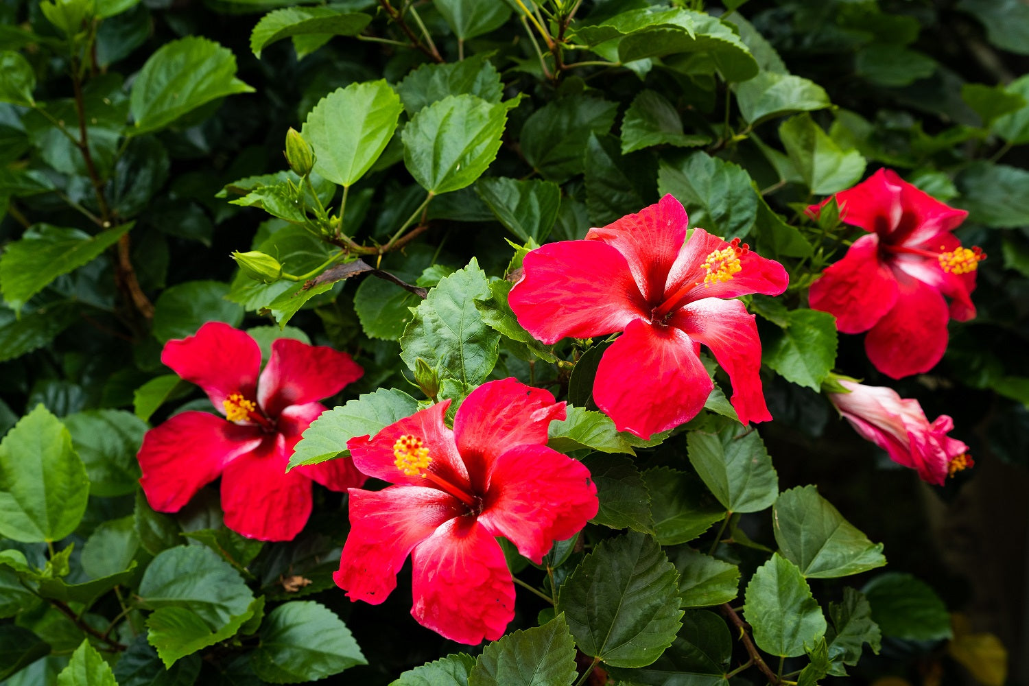 Why the hibiscus is a popular choice with gardeners in Bengaluru - The Hindu