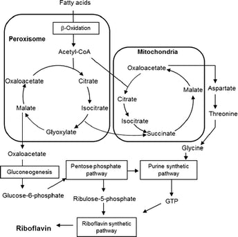 g6pd riboflavin