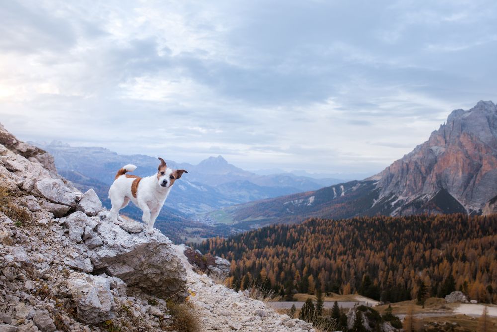 jack russell su una montagna