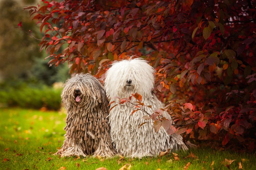 due esemplari di cane puli sotto un albero rosso