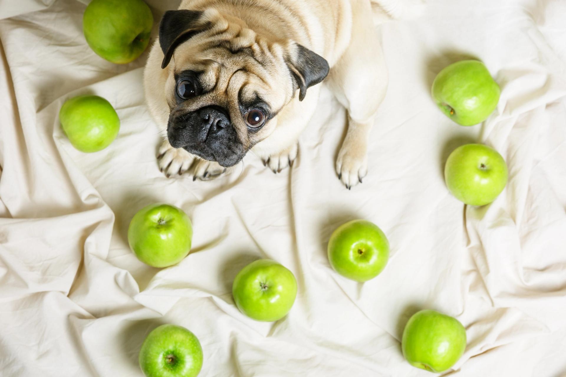 benefici frutta per il cane
