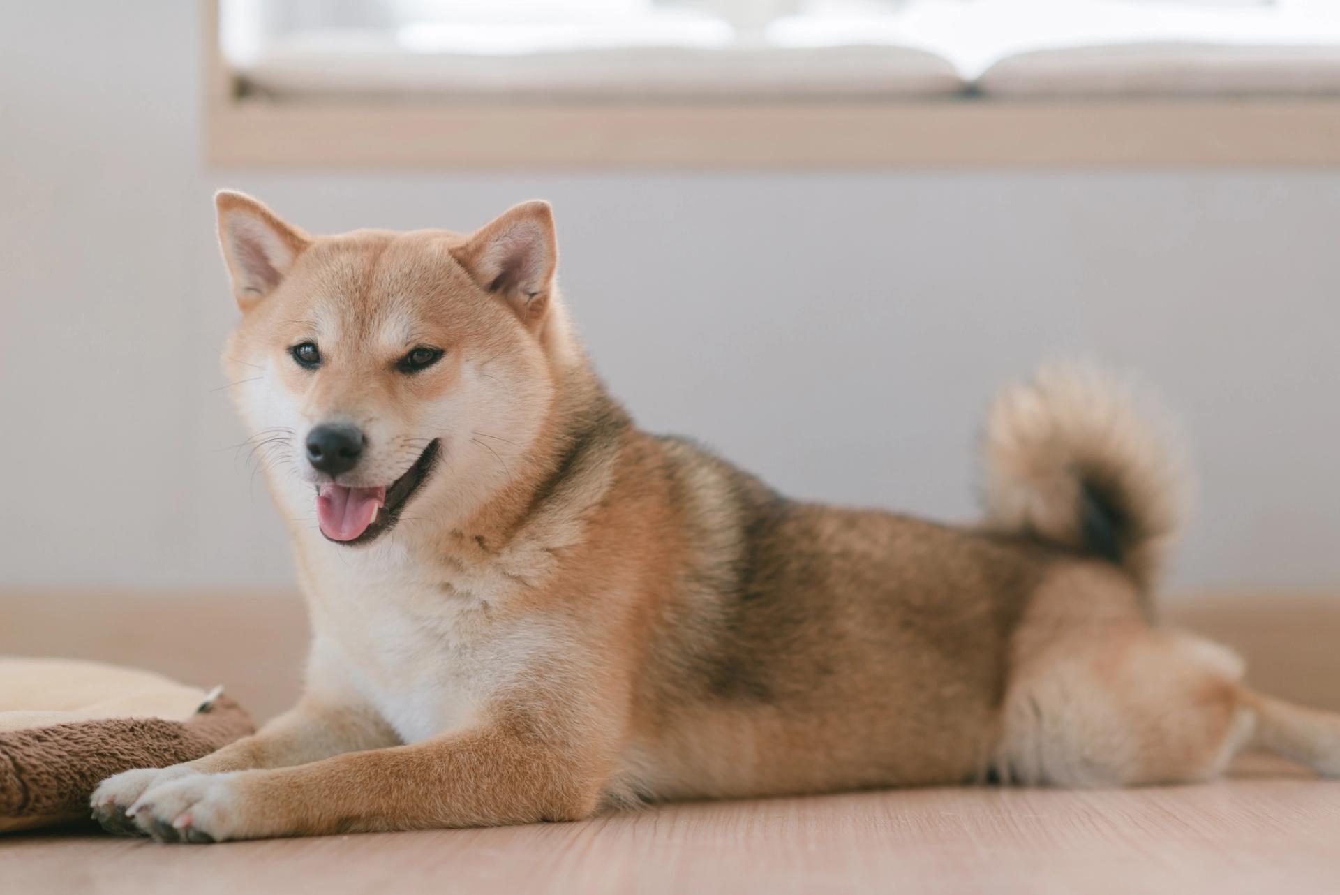 cane shiba inu