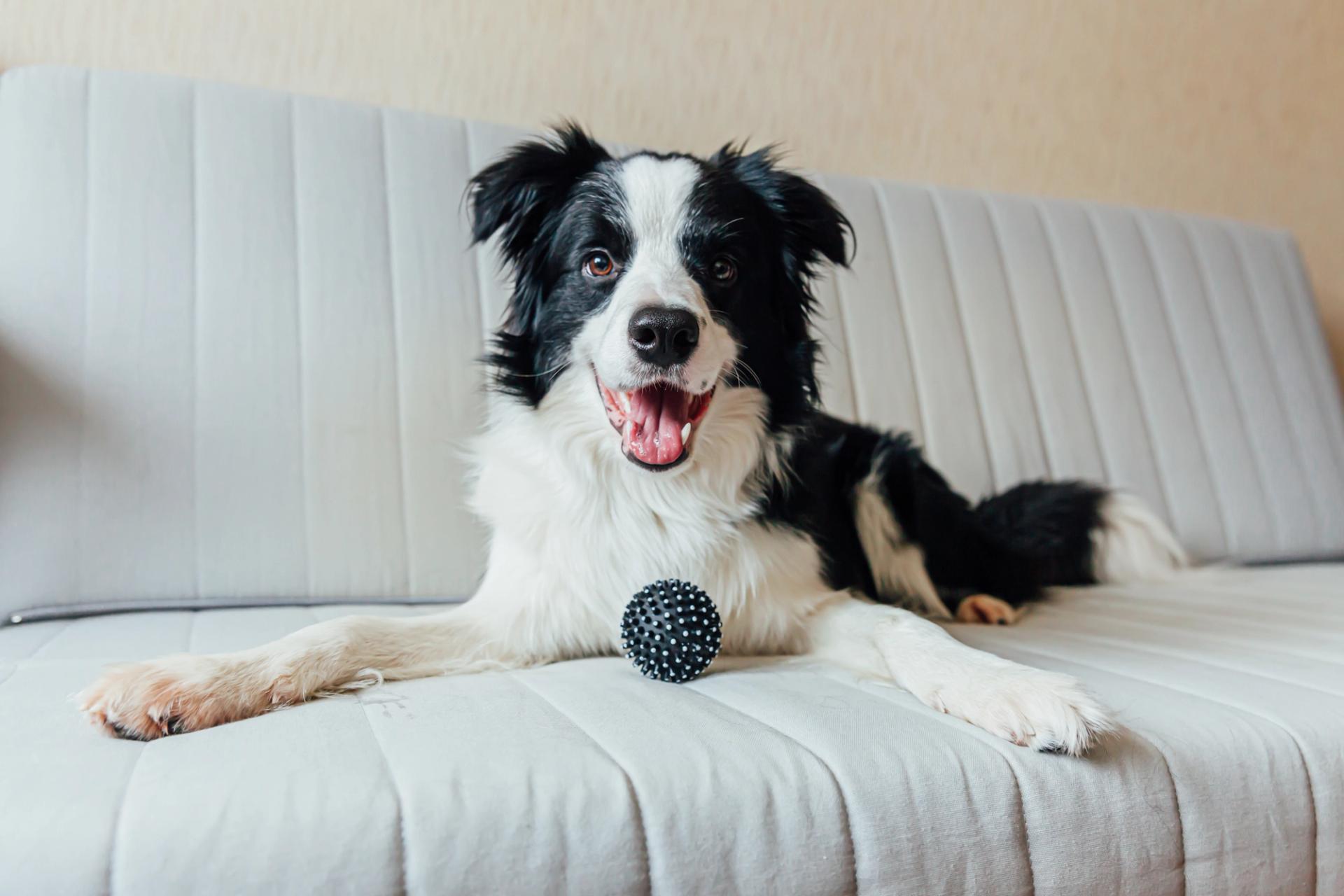 cane border collie