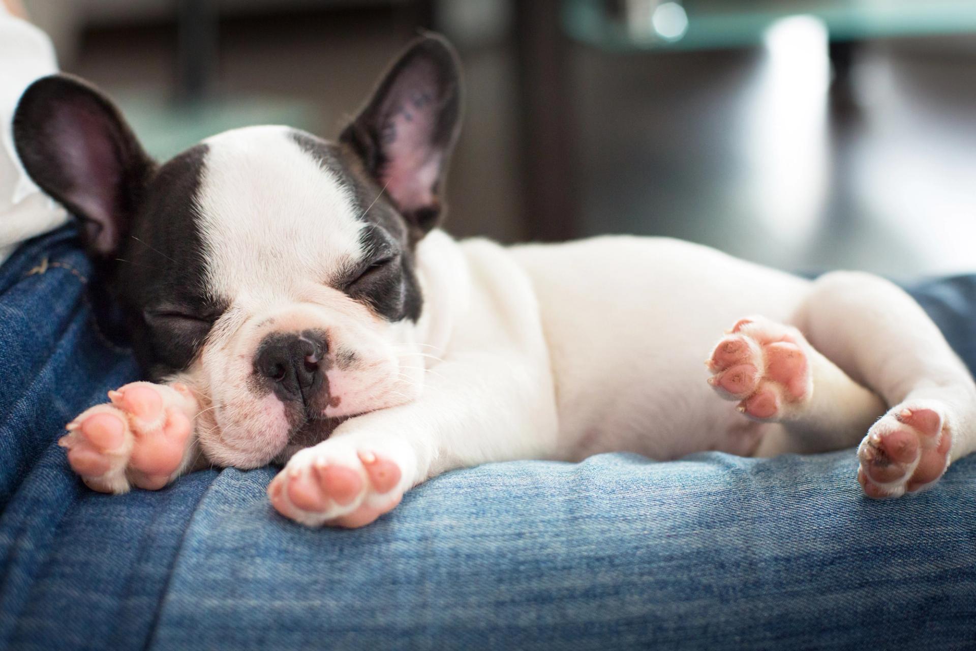 Cucciolo bulldog francese che dorme sulle ginocchia